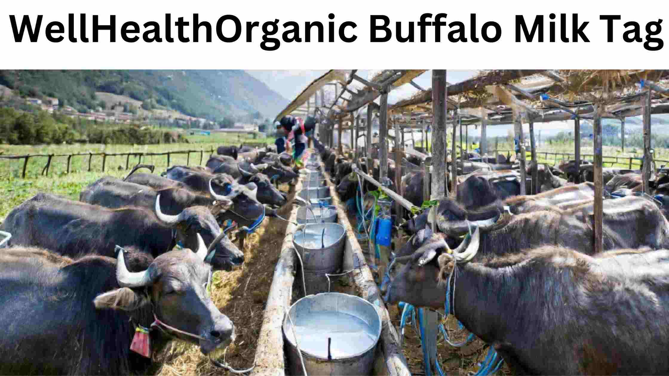 WellHealthOrganic Buffalo Milk Tag